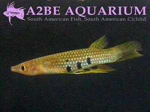 아플로셀리우스 다이[Ceylon killifish] Aplocheilus dayi wild 