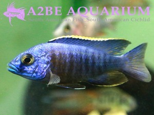 아우로노카라 니아세 플라비센트 피콕 / Aulonocara Nyassae flavescent Peacock (5-6cm전후) 