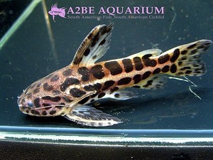 재규어 캣피쉬 / (Jaguar Catfish) Liosomadoras Oncinus wild (7cm전후) 5마리 