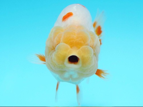 Robin Goldfish) 구슬 분탄 레드 포인트 화이트 난주 / 10 cm 급 / 암컷추정 / RB_0628_2
