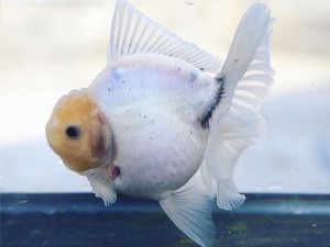 Mr Aor Goldfish / ROUND BODY WHITE ORANDA / 라운드 바디 화이트 오란다 / [ AOR0330_12 ] 13-14cm