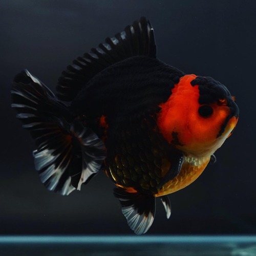 New Goldfish !! / BP Meng &amp; Shogun collaboration / GODZILLA BODY SHORT TAIL ORANDA / size : 11-12cm / 암컷추정 / MS_0907_4