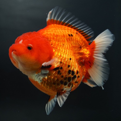 New Goldfish !! / BP Meng &amp; Shogun collaboration  GODZILLA BODY SHORT TAIL ORANDA / size : 11-12cm / 암컷추정 / MS_0907_5