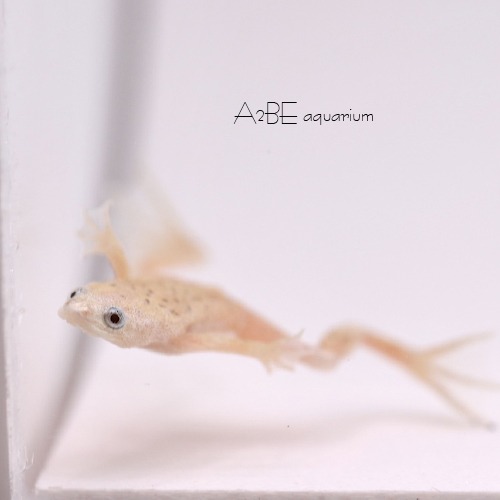 알비노 아프리칸 드워프 개구리 / Hymenochirus boettgeri  Albino / 1마리