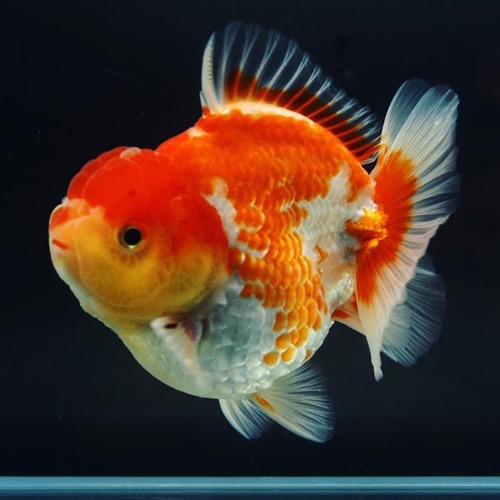 New Goldfish !!  BP Meng &amp; Shogun collaboration / GODZILLA BODY SHORT TAIL ORANDA / size : 11cm급 / 암컷추정 / MS_0907_6