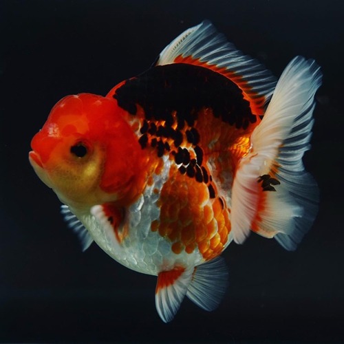 New Goldfish !!  BP Meng &amp; Shogun collaboration / GODZILLA BODY SHORT TAIL ORANDA / size : 11cm급 / 암컷추정 / MS_0907_2