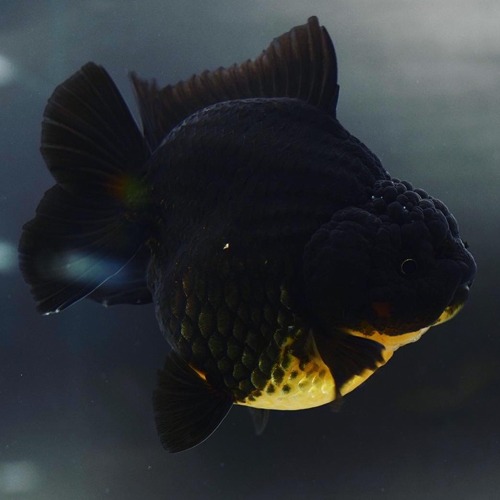 New Goldfish !!  BP Meng &amp; Shogun collaboration / GODZILLA BODY SHORT TAIL ORANDA / size : 11cm급 / 암컷추정 / MS_0907_3