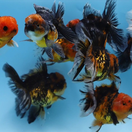 JR goldfish  타이거 &amp; 다크 칼리코 오란다 Long tail 12-13cm급 랜덤분양 / 타이거,칼리코,다크니스