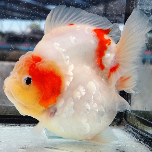 프림 / Jumbo Best Goldfish / 빅 볼륨 라운드바디 / 슈퍼 화이트 사쿠라 점보 /  Size : 17-18 cm 내외 / 암컷추정